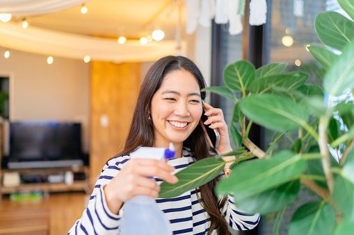 Inspect the Foliage and Leaves to Ensure That You Get a Healthy Plant