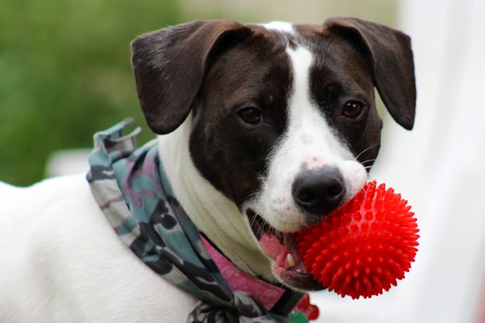 Check the Material It’s Made of to Ensure Durability and Your Dog’s Safety