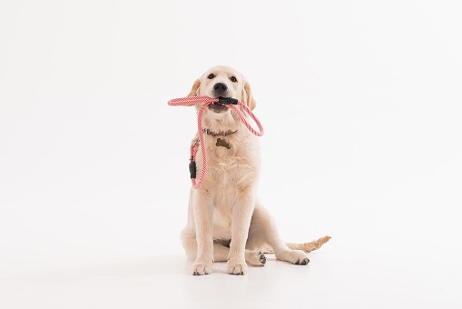 Pick the Right Width Based on Your Dog’s Size and Behavior