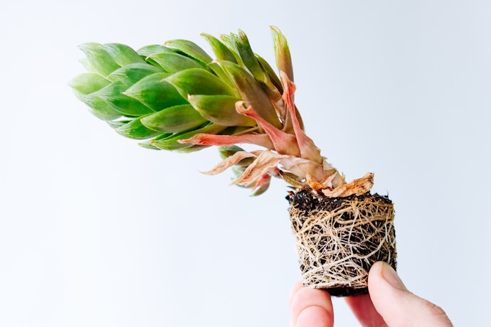 Go for a More Established Succulent for Easier Upkeep