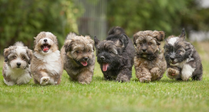 Make Sure to Pick Dog Food According to Your Dog' Life Stage