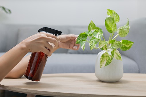 For Beginners and Busy Plant Parents, Look for a Low-Maintenance Indoor Plant
