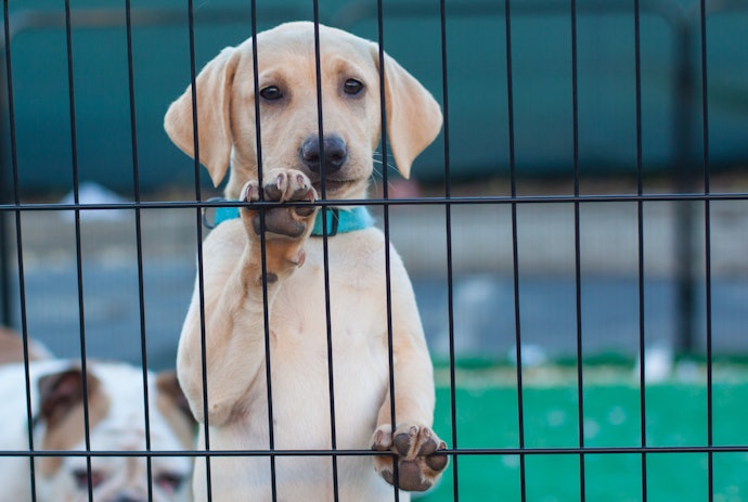 To Get the Right Size for Your Dog, Check the Dimensions of the Playpen