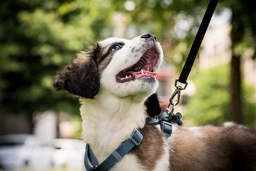 Ensure That It Has a High-Quality Clip for You and Your Pooch’s Safety