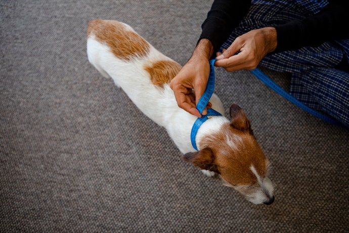 Get a Size That's Right for Your Dog