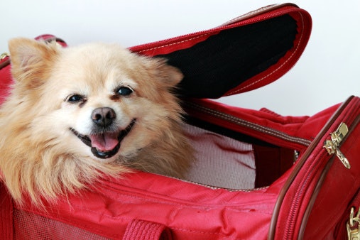 Check if the Carrier Uses Breathable Material for Ultimate Comfort
