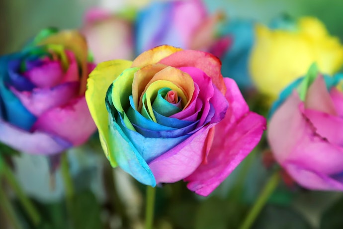 Preserved Flowers Come in a Wide Range of Color Variations