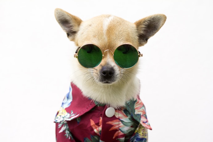 Shirts and Dresses for Hot Weather and Long-Haired Dogs