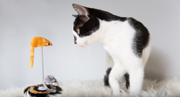 Build Cats' Curiosity With Interactive Toys