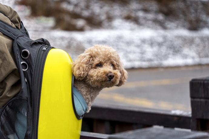 Wearable Pet Carriers Allow You to Go Hands-Free