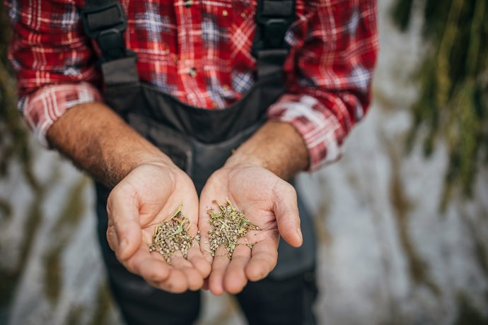 Herb Seeds Are More Affordable