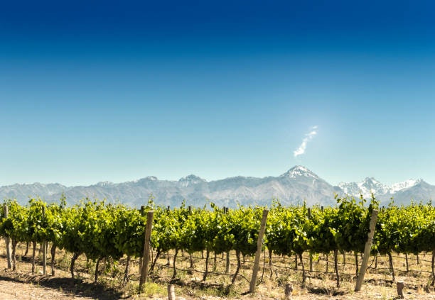 If You Want to Explore Other Wine Options, Pick One From Emerging Regions