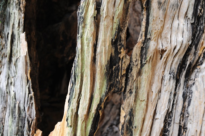 Camphor Relieves Inflammation