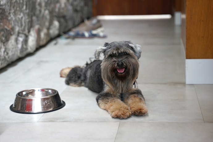 Stainless Steel Is Built to Last Long and Ideal for Heavy Chewers