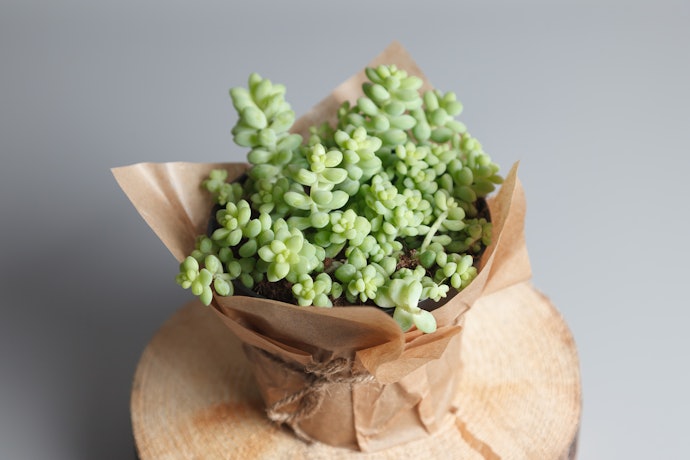 Sedums Provide Accent on Shelves or as Hanging Decor