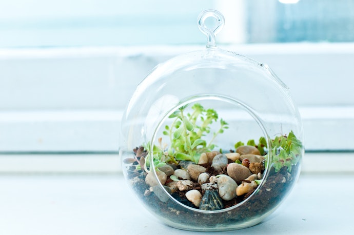 Glass Pots Help You Check on Your Plant Easily