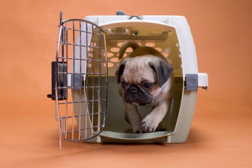 Plastic-Walled Crates Offer Privacy and Are Suited for Traveling