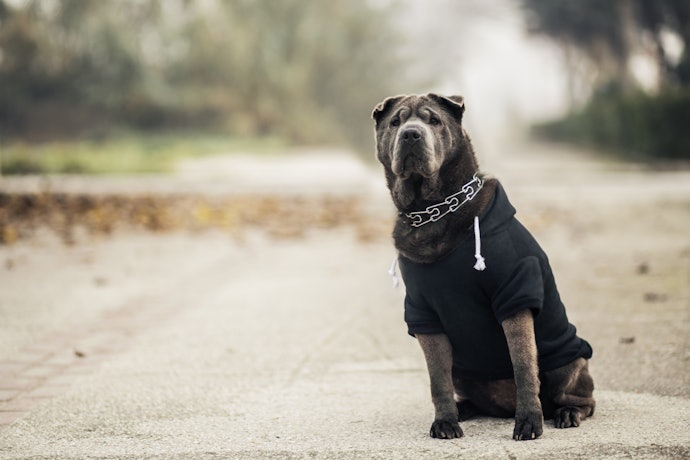 Dog Hoodies, Sweaters, and Coats Are Best for Cold Days and Short-Haired Breeds