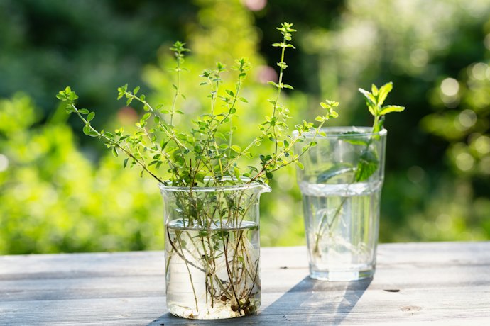 Herb Cuttings Grow Faster