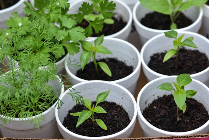 Ample Space Allows Your Herbs to Grow