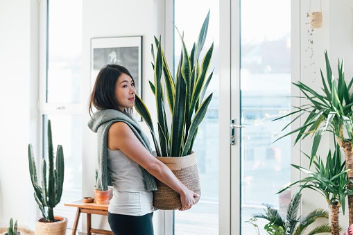Ensure That the Plant Would Fit Your Chosen Space