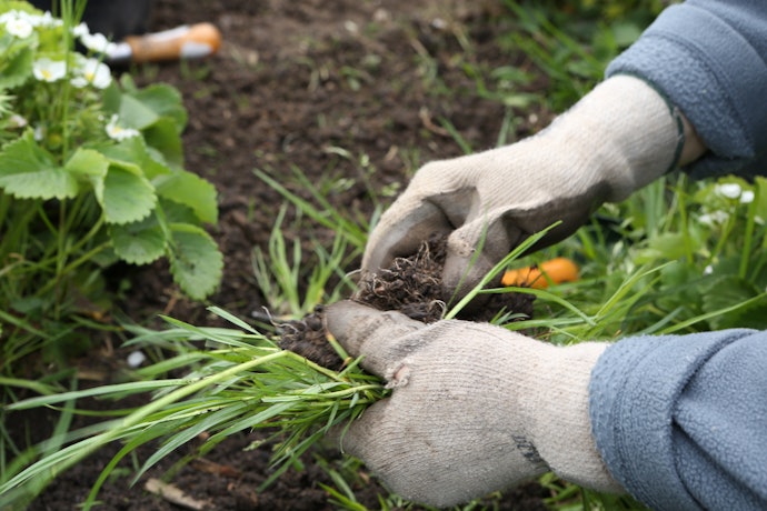 Glyphosate and 2,4-D Target Unwanted Weeds
