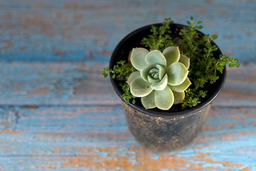 Plastic Pots Are Budget-Friendly and Lightweight