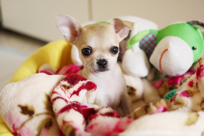 Go for Soft yet Engaging Toys if You Have Puppies or Senior Dogs