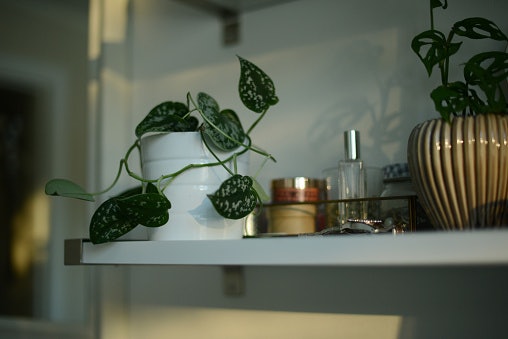 Go for a Plant That Can Thrive in Low-Light Conditions