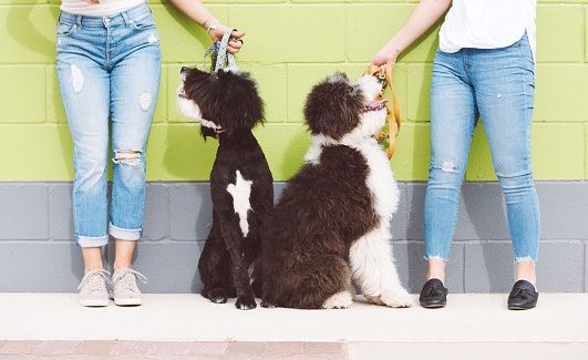 For Newbie Pet Moms and Dads, Choose a Standard Leash