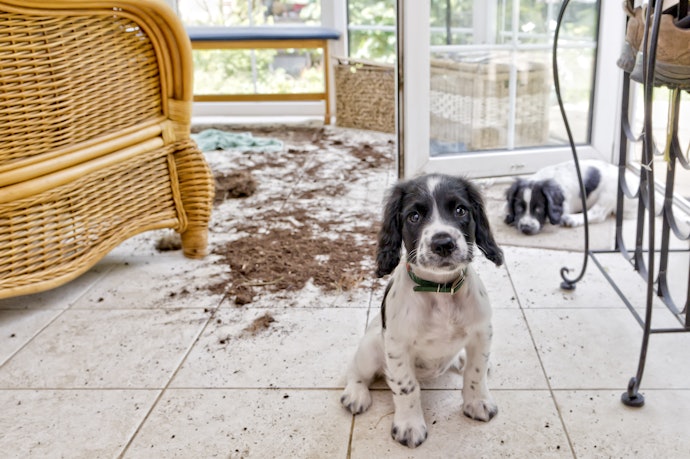 Indoor Playpens Are Great for Housetraining Your New Dog