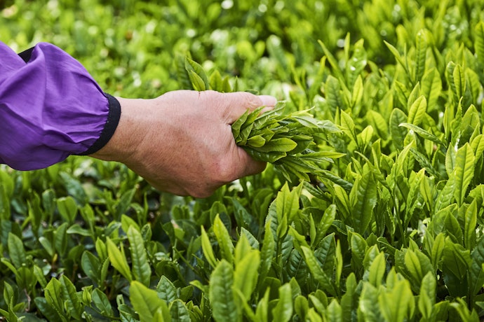 Green Tea Prevents Irritation and Redness