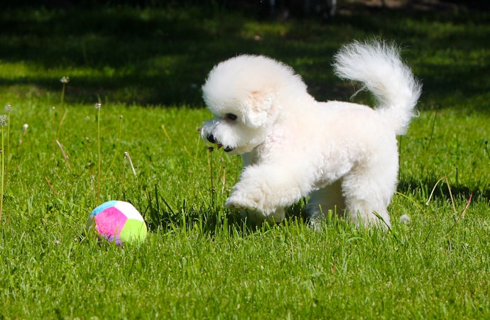 Outdoor Playpens Keep Your Pet Safe as They Explore Outside