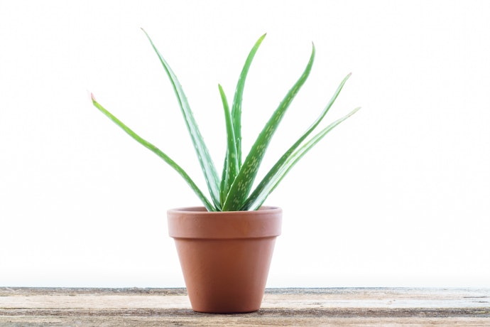 Terracotta, Ceramic, or Concrete Pots Offer Maximum Breathability