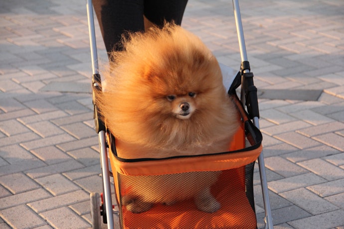 Wheeled Carriers Are Great for Strolling Around the City