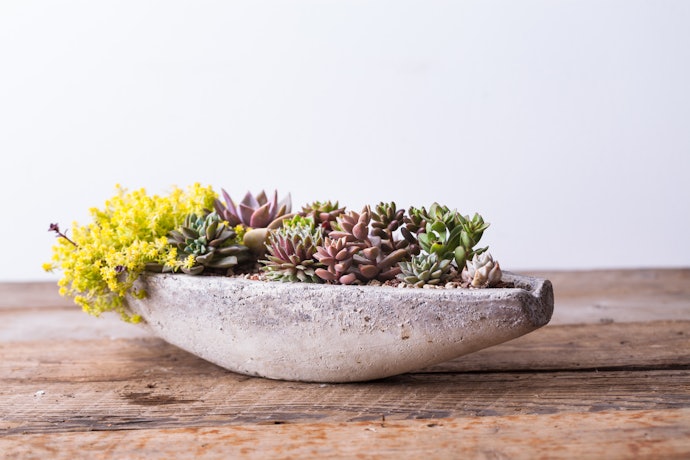 Wooden Pots Help Your Succulent Get the Right Amount of Sunlight and Water