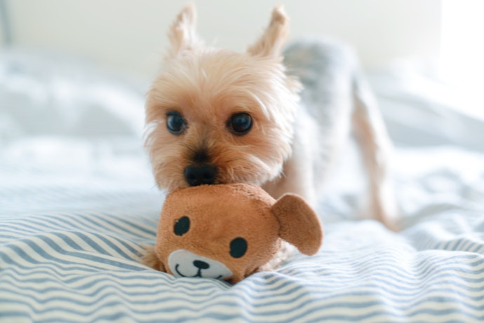 Cuddly Toys for Gentle Dogs