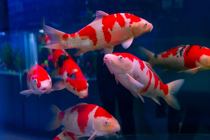 Species-Specific Fish Food Is Best for Sensitive Types of Fish