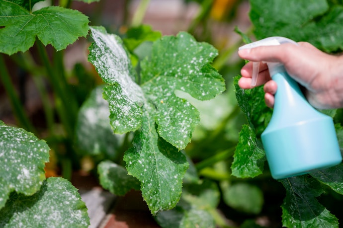 Powder Pesticides Have a Higher Concentration