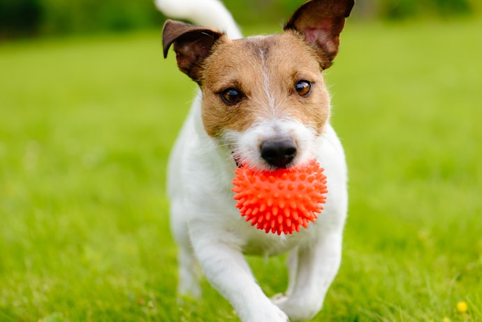 Ropes, Balls, and Fetch Toys Are Best for Active Dogs