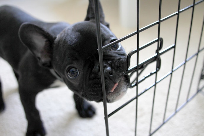 Wire Dog Cages Are Suitable for Most Dogs
