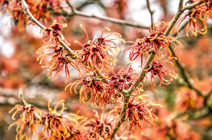 Witch Hazel for Deep Cleansing