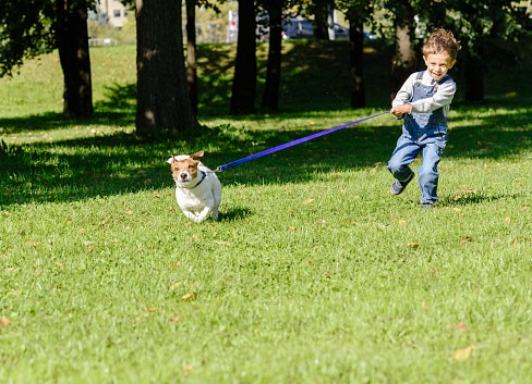 An Adjustable Leash or a Dog Harness Is Ideal for Young Pups and Active Dogs