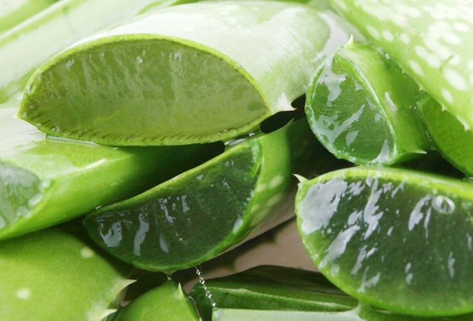 Aloe Vera Contains 98% Water, Great for Hydrating Dry Skin