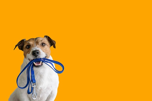 Nylon Leashes Are Easy to Find, Durable, and Inexpensive