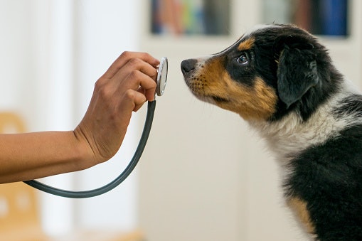 When in Doubt, Consult Your Vet