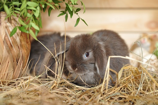 Hay Feeds Can Keep Your Rabbit’s Digestion Healthy
