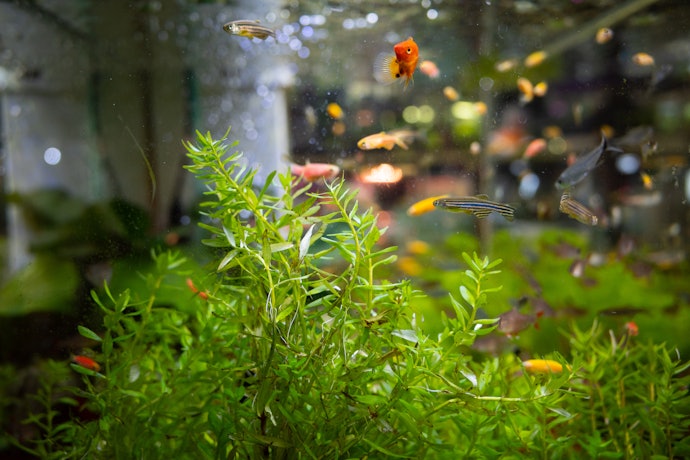 Organic Decorations for a More Realistic Look