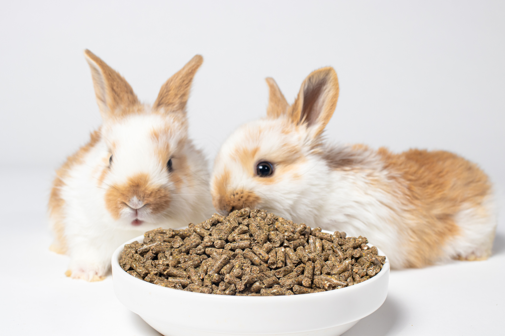 10 Best Rabbit Food in the Philippines 2026 | Buying Guide Reviewed by ...