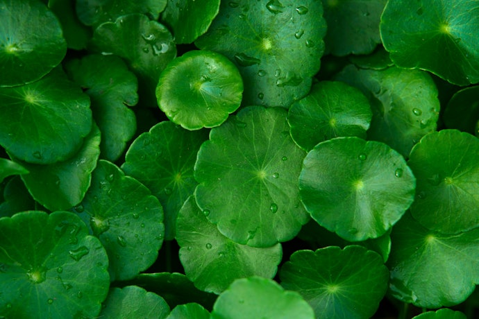 What Is Centella Asiatica or Cica?